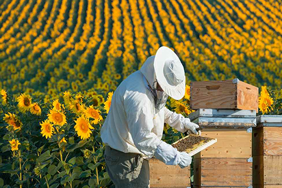 Petek Bal Nedir? Gerçek Petek Bal Nasıl Anlaşılır?