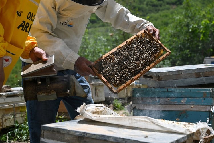 Yüksek Rakım Balı Nedir? Yayla Balının Aroması ve Farkı